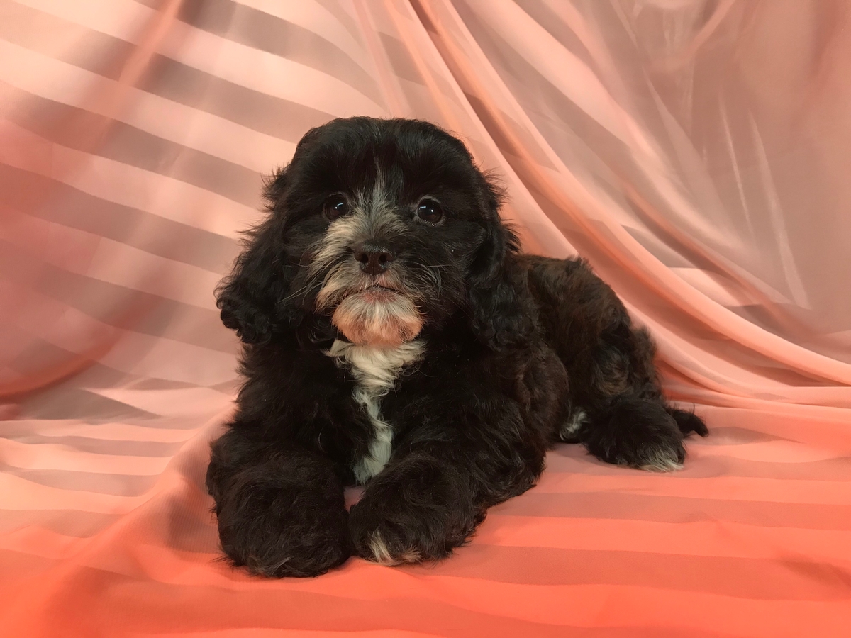 Black Male Poodle Shih Tzu Puppy for Sale 